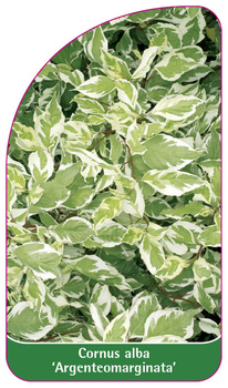 Cornus alba 'Argenteomarginata'