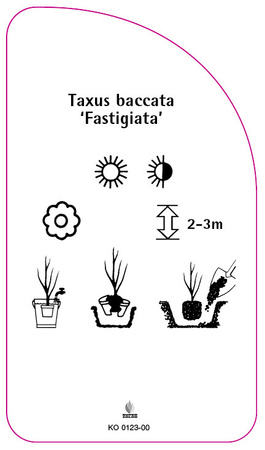 Taxus baccata 'Fastigiata'