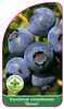Vaccinium corymbosum 'Grover'