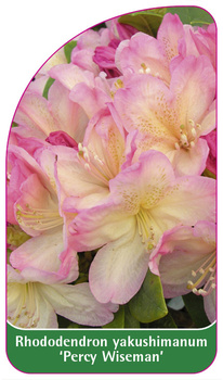Rhododendron yakuschimanum 'Percy Wiseman'
