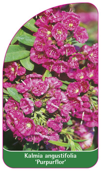 Kalmia angustifolia 'Purpurflor'