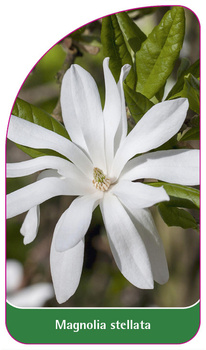 Magnolia stellata