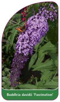 Buddleia davidii 'Fascination'