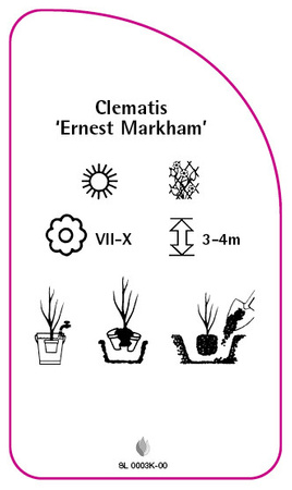 Clematis 'Ernest Markham'