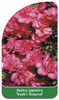Azalea japonica 'Vuyk's Rosyred'