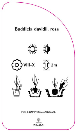 Buddleia davidii, rosa