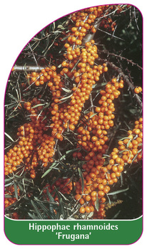 Hippophae rhamnoides 'Frugana'