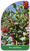 Ilex aquifolium