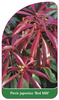 Pieris japonica 'Red Mill'