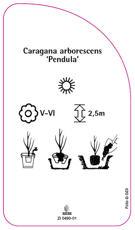Caragana arborescens 'Pendula'