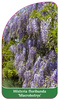 Wisteria floribunda 'Macrobotrys'