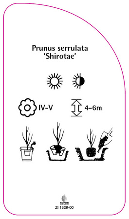 Prunus serrulata 'Shirotae',