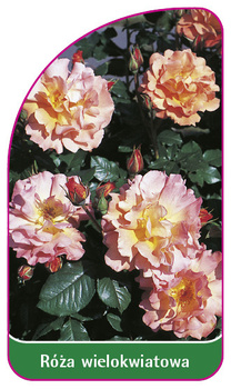 Róza wielokwiatowa Nr. 263