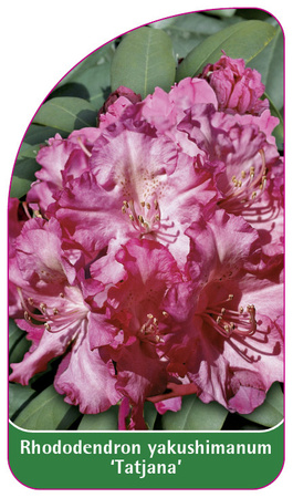 Rhododendron yakushimanum 'Tatjana'