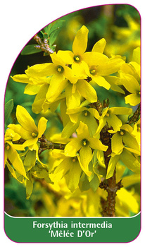 Forsythia intermedia 'Melee D'Or'