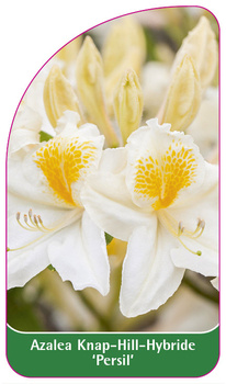 Azalea Knap-Hill-Hybride 'Persil'