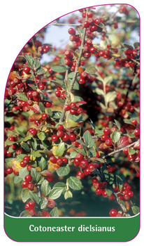 Cotoneaster dielsianus
