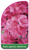 Azalea japonica, dunkelrosa