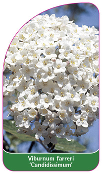 Viburnum farreri 'Candidissimum'