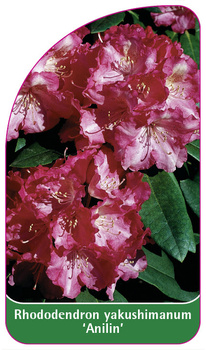 Rhododendron yakushimanum 'Anilin'