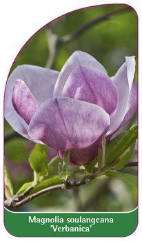Magnolia soulangeana 'Verbanica'