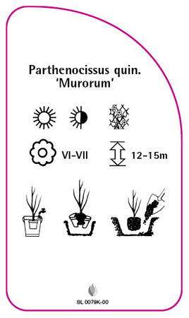 Parthenoccissus tricuspidata 'Murorum'
