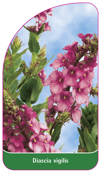 Diascia vigilis