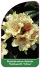 Rhododendron-Hybride 'Goldsworth Yellow'