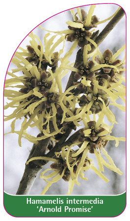 Hamamelis intermedia 'Arnold Promise'