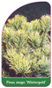 Pinus mugo 'Wintergold'