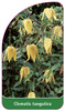 Clematis tangutica