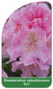Rhododendron yakushimanum 'Doc'