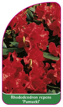 Rhododendron repens 'Pumuckl'