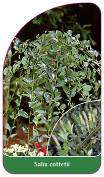 Salix cottetii