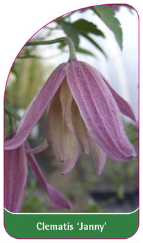 Clematis 'Janny'