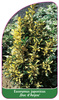 Euonymus japonicus 'Duc d'Anjou'