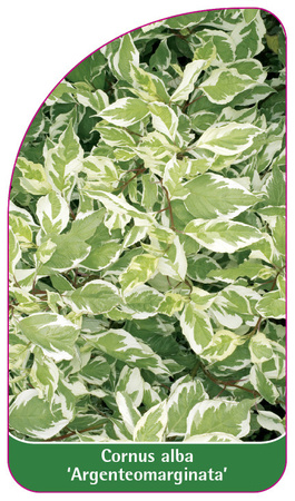 Cornus alba 'Argenteomarginata'
