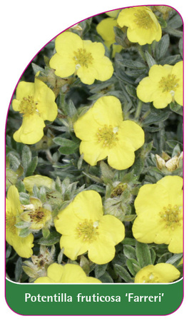 Potentilla fruticosa 'Farreri'