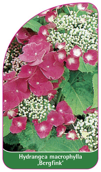 Hydrangea macrophylla ,Bergfink'