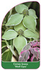 Cornus kousa 'Wolf Eyes'