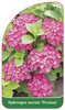 Hydrangea serrata 'Preziosa'