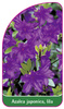 Azalea japonica, lila