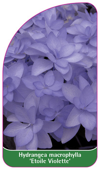 Hydrangea macrophylla 'Etoile Violette'