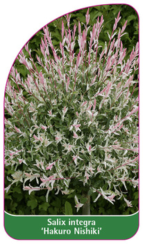 Salix integra 'Hakuro Nishiki'