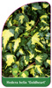 Hedera helix 'Goldheart'