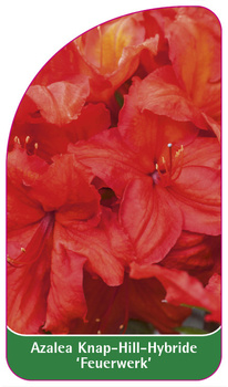 Azalea Knap-Hill-Hybride 'Feuerwerk'