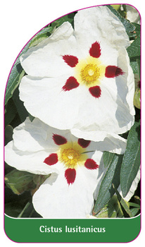Cistus lusitanicus