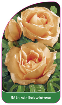 Róza  wielkokwiatowa Nr. 220