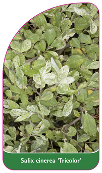 Salix cinerea 'Tricolor'