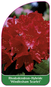 Rhododendron-Hybride 'Windlesham Scarlet'